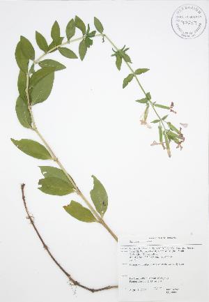  ( - JAG 0081)  @11 [ ] Copyright (2009) Steven Newmaster University of Guelph BIO Herbarium