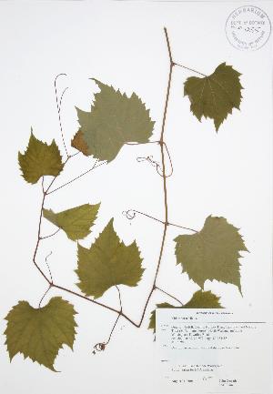  ( - JAG 0088)  @11 [ ] Copyright (2009) Steven Newmaster University of Guelph BIO Herbarium