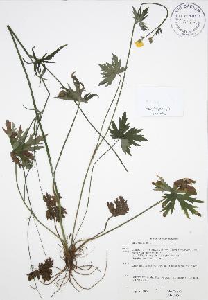  (Ranunculus acris - JAG 0646)  @11 [ ] Copyright (2009) Steven Newmaster University of Guelph BIO Herbarium