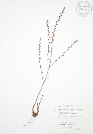  (Epifagus - JAG 0116)  @11 [ ] Copyright (2009) Steven Newmaster University of Guelph BIO Herbarium