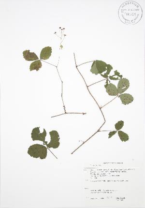  ( - JAG 0109)  @11 [ ] Copyright (2009) Steven Newmaster University of Guelph BIO Herbarium