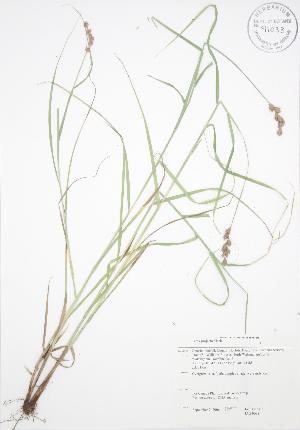  ( - JAG 0098)  @11 [ ] Copyright (2009) Steven Newmaster University of Guelph BIO Herbarium