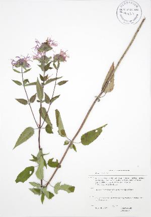  (Monarda fistulosa - JAG 0664)  @11 [ ] Copyright (2009) Steven Newmaster University of Guelph BIO Herbarium