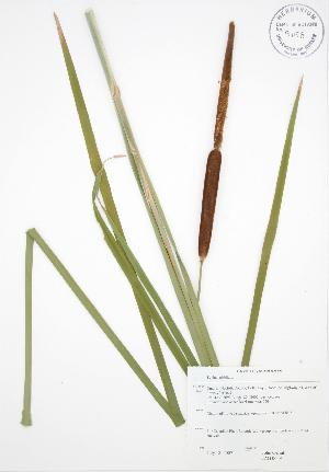  (Typha latifolia - JAG 0669)  @11 [ ] Copyright (2009) Steven Newmaster University of Guelph BIO Herbarium