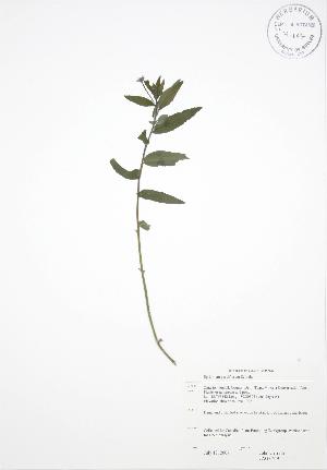  ( - JAG 0649)  @11 [ ] Copyright (2009) Steven Newmaster University of Guelph BIO Herbarium