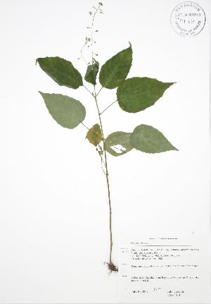  (Circaea lutetiana - JAG 0643)  @11 [ ] Copyright (2009) Steven Newmaster University of Guelph BIO Herbarium