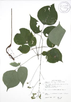  ( - JAG 0817)  @11 [ ] Copyright (2009) Steven Newmaster University of Guelph BIO Herbarium