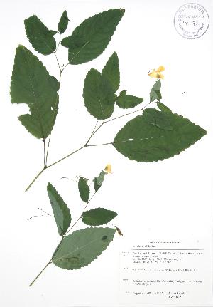  (Impatiens pallida - JAG 0815)  @11 [ ] Copyright (2009) Steven Newmaster University of Guelph BIO Herbarium