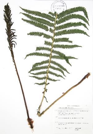  ( - JAG 0809)  @11 [ ] Copyright (2009) Steven Newmaster University of Guelph BIO Herbarium