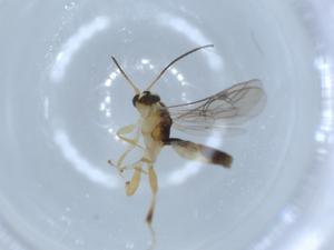  ( - BIOUG53603-F09)  @12 [ ] CreativeCommons - Attribution (2020) Centre for Biodiversity Genomics Centre for Biodiversity Genomics