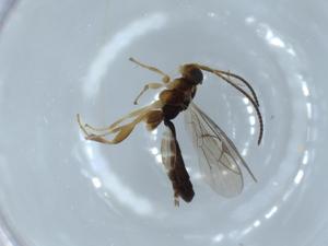  ( - BIOUG53660-H06)  @12 [ ] CreativeCommons - Attribution (2020) Centre for Biodiversity Genomics Centre for Biodiversity Genomics