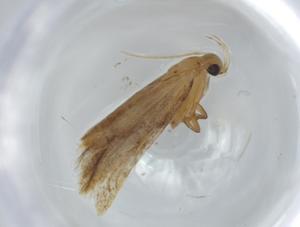  (gelMalaise01 Malaise1897 - BIOUG61257-H07)  @11 [ ] CreativeCommons - Attribution (2020) Centre for Biodiversity Genomics Centre for Biodiversity Genomics