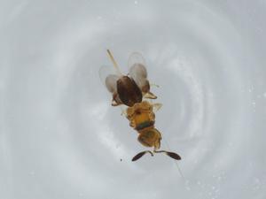  ( - BIOUG61118-H11)  @11 [ ] CreativeCommons - Attribution (2020) Centre for Biodiversity Genomics Centre for Biodiversity Genomics