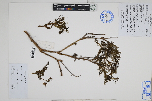  ( - Peru170002)  @11 [ ] CreativeCommons  Attribution Non-Commercial Share-Alike  Unspecified Herbarium of South China Botanical Garden