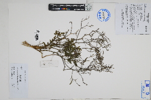  ( - Peru170007)  @11 [ ] CreativeCommons  Attribution Non-Commercial Share-Alike  Unspecified Herbarium of South China Botanical Garden