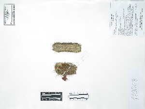  (Loxanthocereus acanthurus - Peru170008)  @11 [ ] CreativeCommons  Attribution Non-Commercial Share-Alike  Unspecified Universidad Nacional Mayor de San Marcos, Museo de Historia Natural