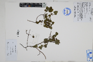  (Palaua rhombifolia - Peru170013)  @11 [ ] CreativeCommons  Attribution Non-Commercial Share-Alike  Unspecified Herbarium of South China Botanical Garden