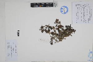  ( - Peru170015)  @11 [ ] CreativeCommons  Attribution Non-Commercial Share-Alike  Unspecified Herbarium of South China Botanical Garden