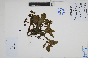  ( - Peru170017)  @11 [ ] CreativeCommons  Attribution Non-Commercial Share-Alike  Unspecified Herbarium of South China Botanical Garden