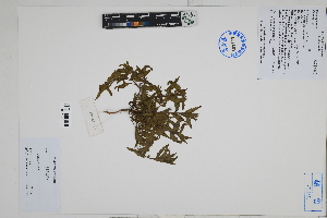  (Oenothera sp - Peru170021)  @11 [ ] CreativeCommons  Attribution Non-Commercial Share-Alike  Unspecified Herbarium of South China Botanical Garden