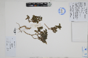  (Tetragonia crystallina - Peru170022)  @11 [ ] CreativeCommons  Attribution Non-Commercial Share-Alike  Unspecified Herbarium of South China Botanical Garden