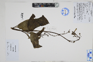  ( - Peru170024)  @11 [ ] CreativeCommons  Attribution Non-Commercial Share-Alike  Unspecified Herbarium of South China Botanical Garden