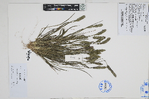  ( - Peru170028)  @11 [ ] CreativeCommons  Attribution Non-Commercial Share-Alike  Unspecified Herbarium of South China Botanical Garden