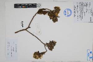  ( - Peru170045)  @11 [ ] CreativeCommons  Attribution Non-Commercial Share-Alike  Unspecified Herbarium of South China Botanical Garden