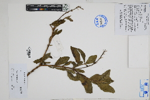  ( - Peru170050)  @11 [ ] CreativeCommons  Attribution Non-Commercial Share-Alike  Unspecified Herbarium of South China Botanical Garden