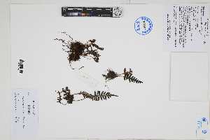  ( - Peru170055)  @11 [ ] CreativeCommons  Attribution Non-Commercial Share-Alike  Unspecified Herbarium of South China Botanical Garden