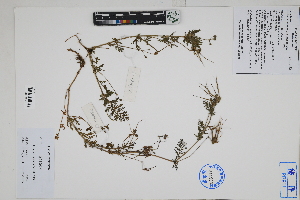  ( - Peru170056)  @11 [ ] CreativeCommons  Attribution Non-Commercial Share-Alike  Unspecified Herbarium of South China Botanical Garden
