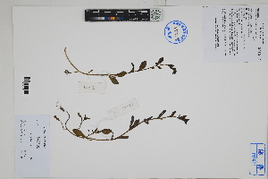  ( - Peru170057)  @11 [ ] CreativeCommons  Attribution Non-Commercial Share-Alike  Unspecified Herbarium of South China Botanical Garden