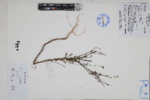  (Monnina - Peru170060)  @11 [ ] CreativeCommons  Attribution Non-Commercial Share-Alike  Unspecified Herbarium of South China Botanical Garden