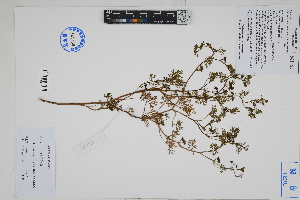  ( - Peru170063)  @11 [ ] CreativeCommons  Attribution Non-Commercial Share-Alike  Unspecified Herbarium of South China Botanical Garden
