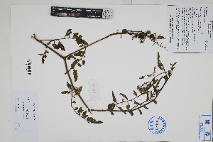 ( - Peru170065)  @11 [ ] CreativeCommons  Attribution Non-Commercial Share-Alike  Unspecified Herbarium of South China Botanical Garden