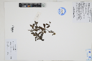  ( - Peru170066)  @11 [ ] CreativeCommons  Attribution Non-Commercial Share-Alike  Unspecified Herbarium of South China Botanical Garden
