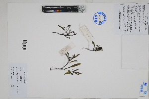  ( - Peru170071)  @11 [ ] CreativeCommons  Attribution Non-Commercial Share-Alike  Unspecified Herbarium of South China Botanical Garden