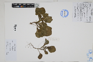  ( - Peru170074)  @11 [ ] CreativeCommons  Attribution Non-Commercial Share-Alike  Unspecified Herbarium of South China Botanical Garden