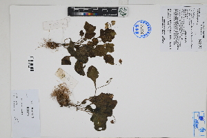  ( - Peru170076)  @11 [ ] CreativeCommons  Attribution Non-Commercial Share-Alike  Unspecified Herbarium of South China Botanical Garden