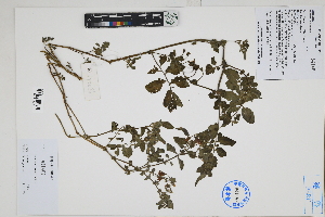  ( - Peru170086)  @11 [ ] CreativeCommons  Attribution Non-Commercial Share-Alike  Unspecified Herbarium of South China Botanical Garden