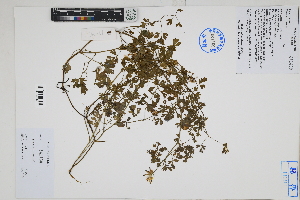  ( - Peru170087)  @11 [ ] CreativeCommons  Attribution Non-Commercial Share-Alike  Unspecified Herbarium of South China Botanical Garden