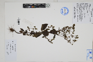 ( - Peru170088)  @11 [ ] CreativeCommons  Attribution Non-Commercial Share-Alike  Unspecified Herbarium of South China Botanical Garden