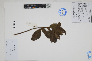  ( - Peru170089)  @11 [ ] CreativeCommons  Attribution Non-Commercial Share-Alike  Unspecified Herbarium of South China Botanical Garden