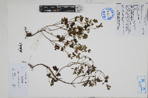  ( - Peru170094)  @11 [ ] CreativeCommons  Attribution Non-Commercial Share-Alike  Unspecified Herbarium of South China Botanical Garden