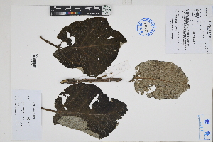  (Carica - Peru170096)  @11 [ ] CreativeCommons  Attribution Non-Commercial Share-Alike  Unspecified Herbarium of South China Botanical Garden
