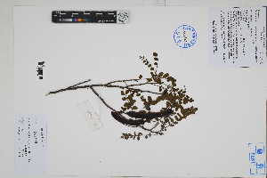  (Senna birostris - Peru170097)  @11 [ ] CreativeCommons  Attribution Non-Commercial Share-Alike  Unspecified Herbarium of South China Botanical Garden