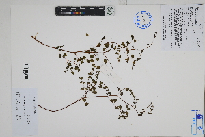  ( - Peru170101)  @11 [ ] CreativeCommons  Attribution Non-Commercial Share-Alike  Unspecified Herbarium of South China Botanical Garden