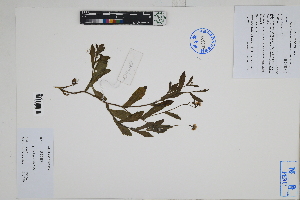  ( - Peru170106)  @11 [ ] CreativeCommons  Attribution Non-Commercial Share-Alike  Unspecified Herbarium of South China Botanical Garden