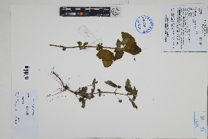  ( - Peru170107)  @11 [ ] CreativeCommons  Attribution Non-Commercial Share-Alike  Unspecified Herbarium of South China Botanical Garden