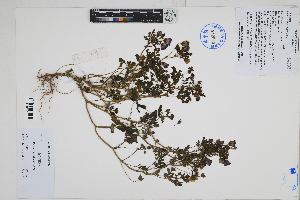  ( - Peru170111)  @11 [ ] CreativeCommons  Attribution Non-Commercial Share-Alike  Unspecified Herbarium of South China Botanical Garden